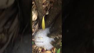 Bubbles coming out of oleander bush