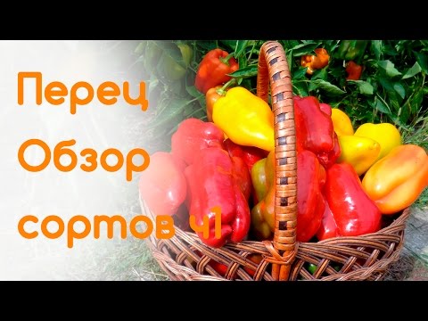 Сладкий перец: лучшие сорта и гибриды