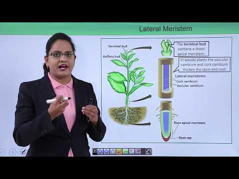 Anatomy of flowering plant Introduction Hindi