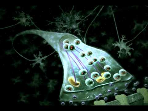 Impulso Nervoso - Atlas do Corpo Humano