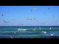 Seagull Eforie Sud