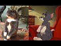TOM🐱 and JERRY🐭 in Real Life 💥 Best Episodes