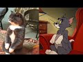 TOM And JERRY In Real Life Best Episodes