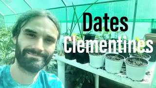 Medjool dates and Clementine seeds in the UK.