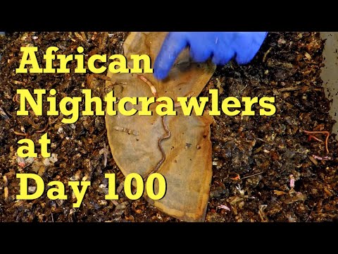 100 day old worm bin with adult ANCs gets 13th feeding - vermicompost