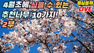 4월초 심을 수 있는 추천나무 10가지 Part 2 [뭐심을까]
