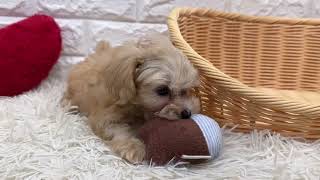 ハーフ犬の動画01