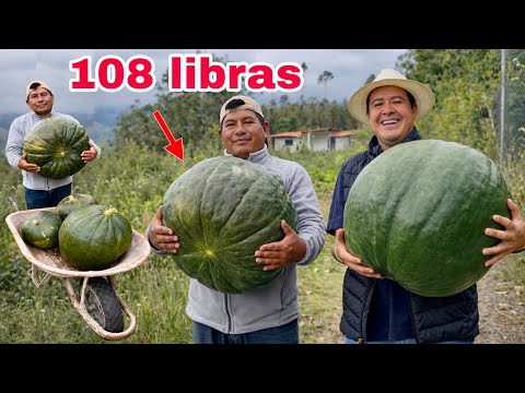 COSECHA de CALABAZAS GIGANTES y el festival del ZAPALLO 🫢🚚Josué y Elie 
