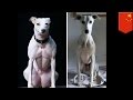 Genetically modified dogs: Chinese scientists use CRISPR to create muscly freaks - TomoNews