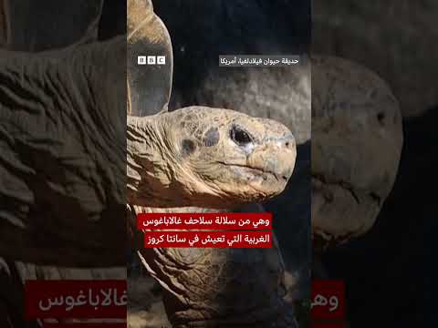 فيديو | السلاحف البالغة من العمر 100 عام تصبح آباء لأول مرة