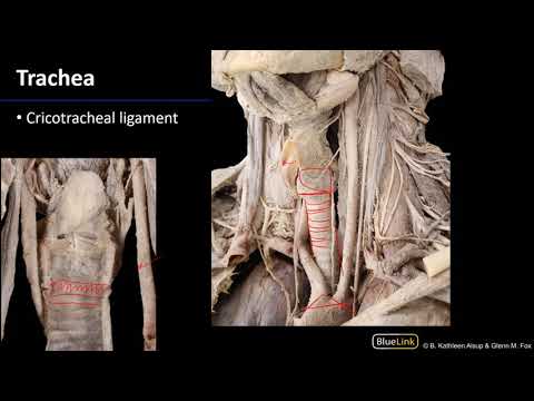 Larynx and Pharynx - Trachea