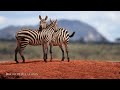 Majestic Planet Wild 4K 🐾 Discovery Film With Calm Relax Piano Music, Nature Video \u0026 Real Sound