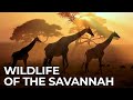 World Of The Wild Episode 2 Africa S Savannah Free Documentary Nature