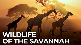 World of the Wild  Episode 2: Africas Savannah  Fr