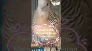 Download lagu Perkutut Betina Memanggil Jantan, Memancing Bunyi Merbok Malas mp3