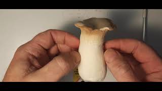 Happy 2021, Cloning a Store Bought King Oyster Mushroom