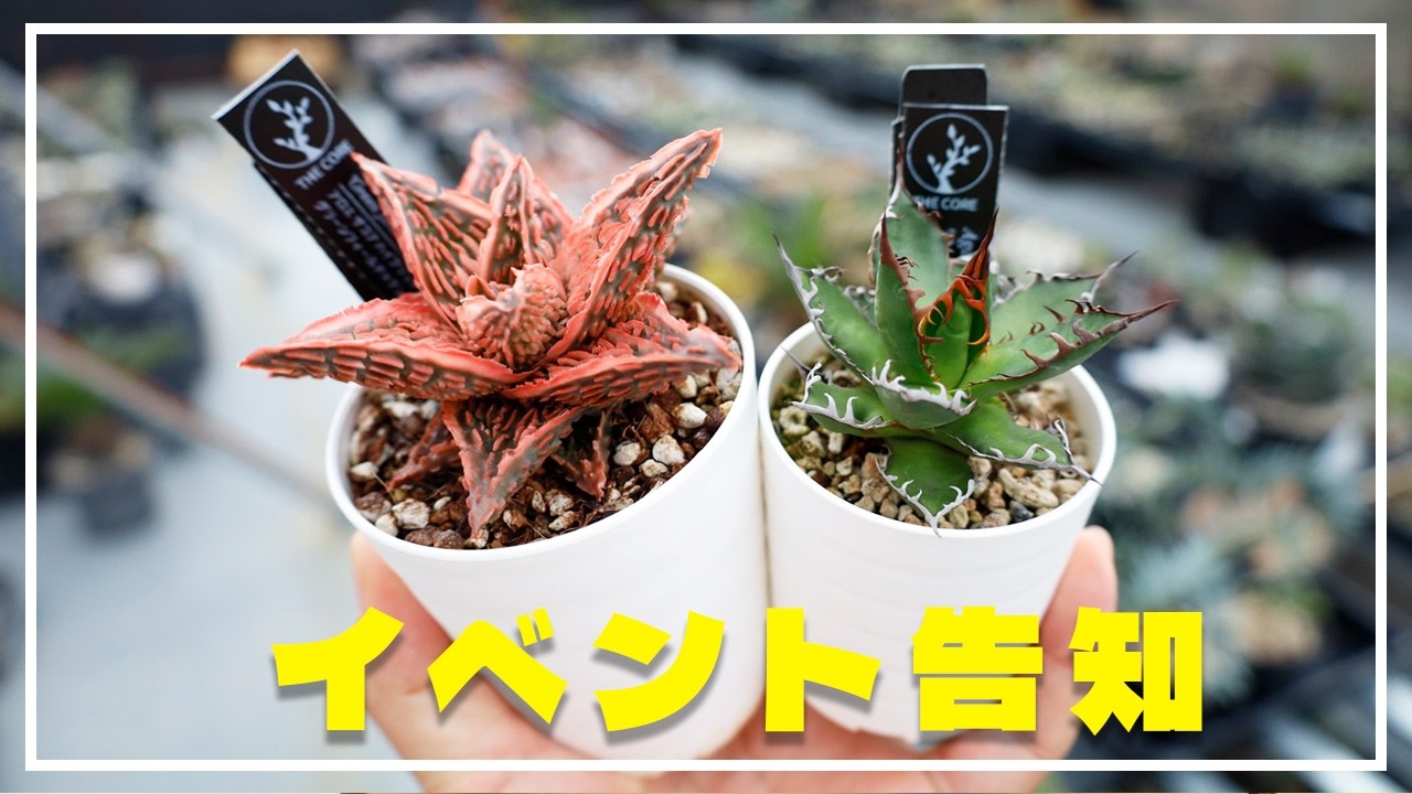 3月と4月上旬は埼玉と千葉でイベント出店します！