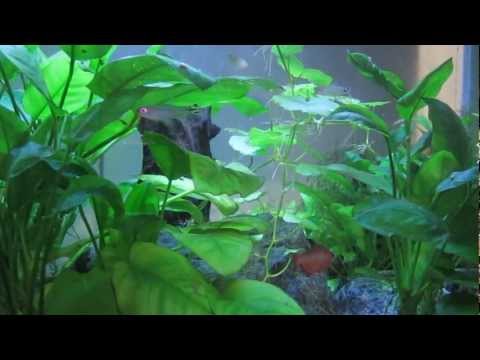 Aquatasy - The 20 Gallon Adventure