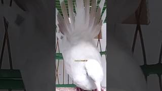 Download lagu Suara Perkutut Putih Gacor Full Bekur Kerot ‼️ #perkutut mp3