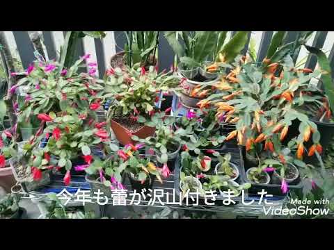 イースターサボテンから挿し木を取る時期 水中で挿し木を増やす方法