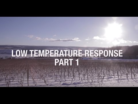 VitisGen: Low Temperature Response Part 1