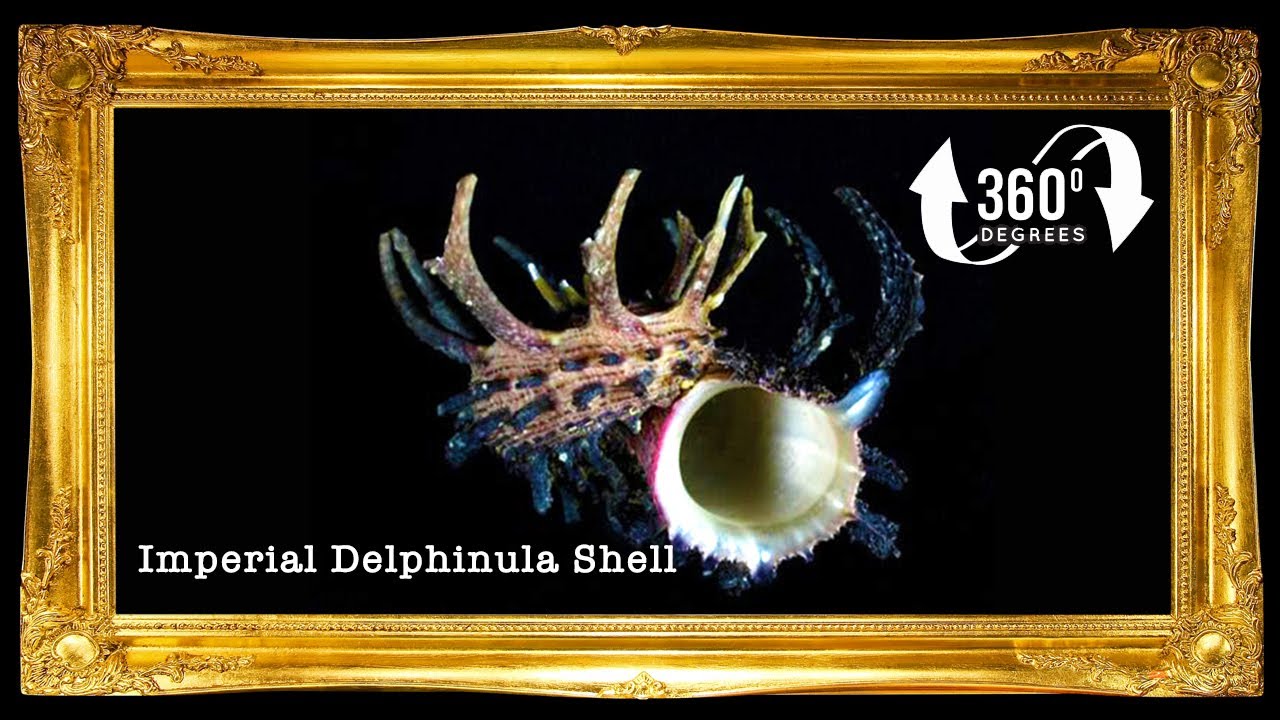 Angaria Long Spine | Imperial Delphinula | 2 - 3 Inches