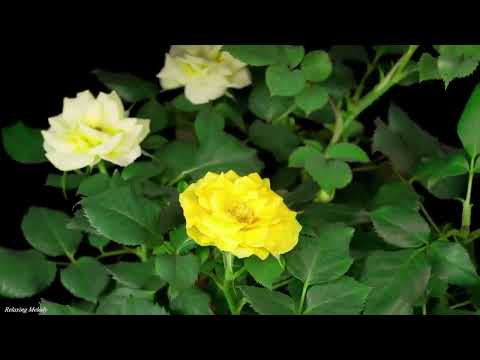 La melodia più bella del mondo! Questa musica può essere ascoltata per sempre! Ottima musica