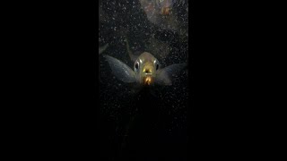 アジの口の中にウオノエはいるのか？