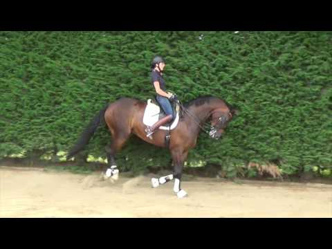 Suave SVB (v. Sorento)