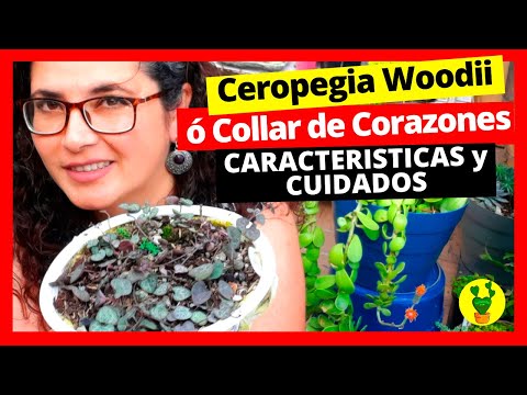 , title : 'Ceropegia Woodii o Collar de Corazones CARACTERISTICAS y CUIDADOS'