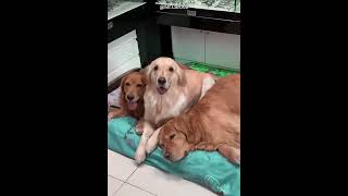 Essa é a Amizade mais Fofa entre Gato e Cachorro 😍❤️