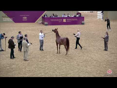 N 80 FARAH AL SHAQAB   29th Qatar Intl A H  Show 2020   7 10 Years Old Mares Class 5