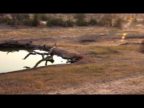 Djuma: Lions calling and Vervets alarming-then leopard(Hosana) also seen - 07:04 - 08/16/18