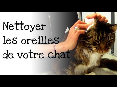 comment soigner gale oreille chat