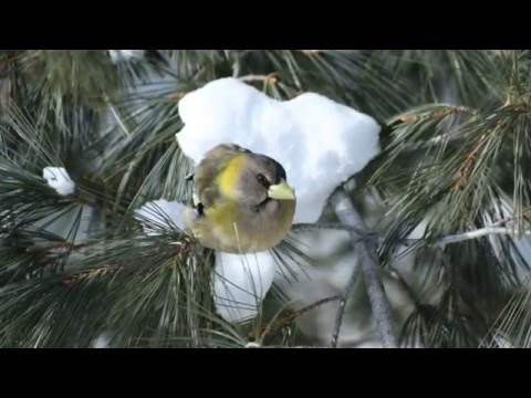 Evening Grosbeak