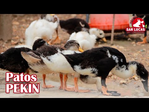 , title : 'Cría de patos Pekín | Características y beneficios | Granja San Lucas'