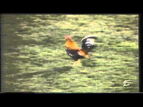 Resumen Granada CF - Atlético de Madrid (Copa del Rey 2000/2001)