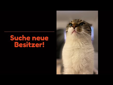OMG 😱 Ich arme KATZE!!!