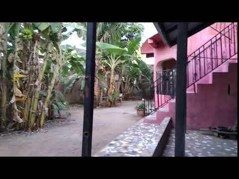 Banana trees in the backyard.