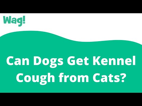 Can Dogs Get Kennel Cough from Cats? | Wag!