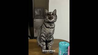 我が家のえびすちゃんの主張