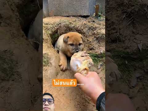 มาเน็ต #dog #pets #goldenretreivers #retreiver #funny #goldenretreiver #animals #puppy #doglife