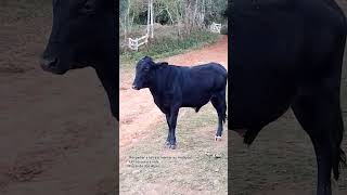 Fazenda dos Alpes. Phil C. Another