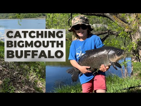 Catching a Massive Bigmouth Buffalo