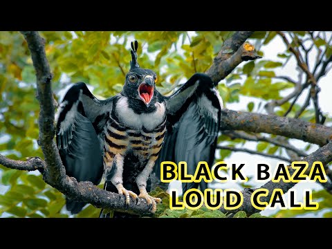 Black Baza Call Food habitat feeding 4K Mahananda WLS