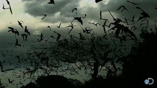 Ancient Mayan Cave System | Naked and Afraid