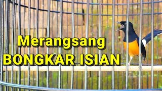 Download lagu PANCINGAN MURAI MERANGSANG BURUNG YANG SUSAH BUNYI LANGSUNG IKUT BONGKAR ISIAN mp3