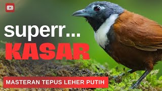 Download lagu ‼️TEMBAKAN SUPER KASAR BURUNG TEPUS LEHER PUTIH mp3 Download lagu ‼️TEMBAKAN SUPER KASAR BURUNG TEPUS LEHER PUTIH mp3