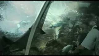 Download lagu Prss 3e6 english project 2009 mp3 Download lagu Prss 3e6 english project 2009 mp3