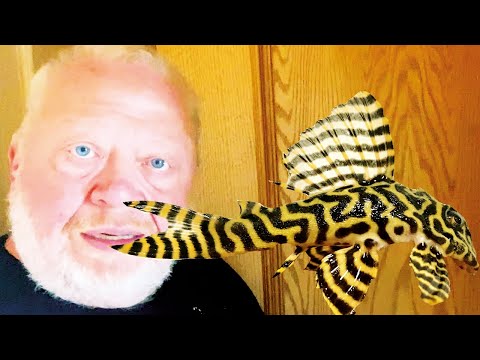 THE 600 EURO CATFISH FROM TIMO'S CELLAR 💸💰💵 – FRIENDS FROM NORBERT'S WORLD | ZOO ZAJAC